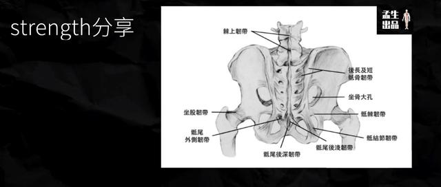 骶髂关节知多少——骶髂关节的稳定与稳定性