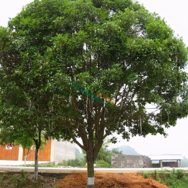 适合庭院绿化种植的花卉绿植品种，一月篇