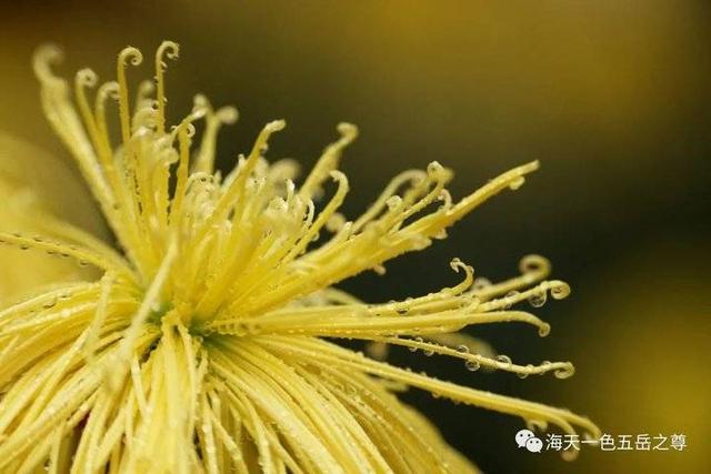 寒花已开尽～菊蕊独盈枝：趵突泉的菊花，冬雨中不畏严寒傲视寒霜