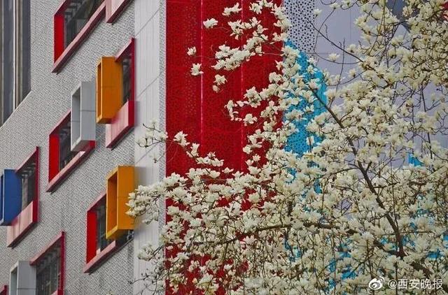 「旅行百事通」实名曝光西安这几个地方的春天，太美了…