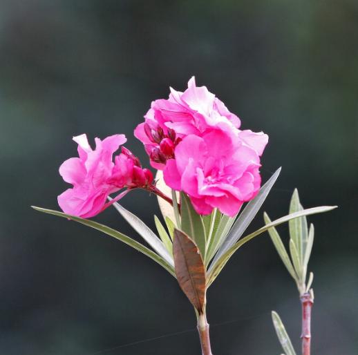 养花不能乱养，这6种花不能放在室内，花香浓郁植株有毒