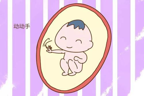 「你的育儿经」和妈妈合体的日子，胎儿在肚子里都做些啥？原来活动竟如此丰富