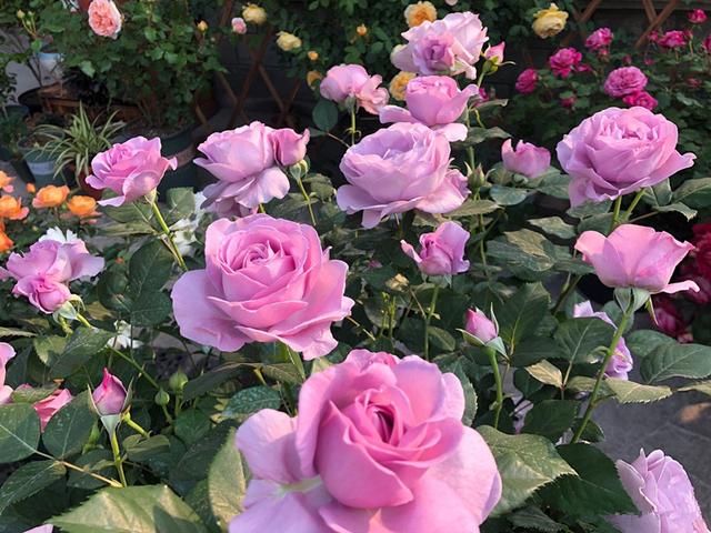 新手养月季，这款很合适，抗病能力强，丰花勤花，花开时满室飘香