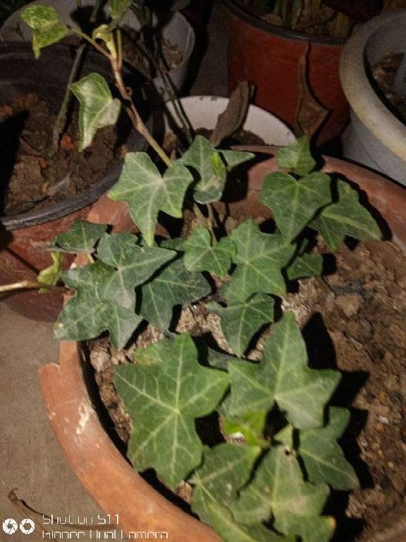 不同的花要用不同的花盆，用对花盆花长得旺，用错可能黄叶烂根