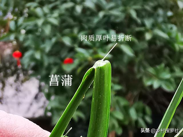 兰花、菖蒲、麦冬，三种最容易混淆的植物，知道这些就不会买错