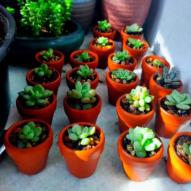 养多肉小苗，“偏心”一点，容易养成大苗