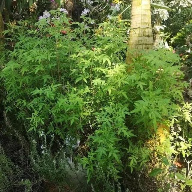 新人小白也能种植的香草植物，简单5步就能达成