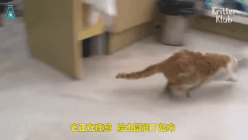 不离不弃只为守护你,这只狸花猫感动了无数人,这才是
