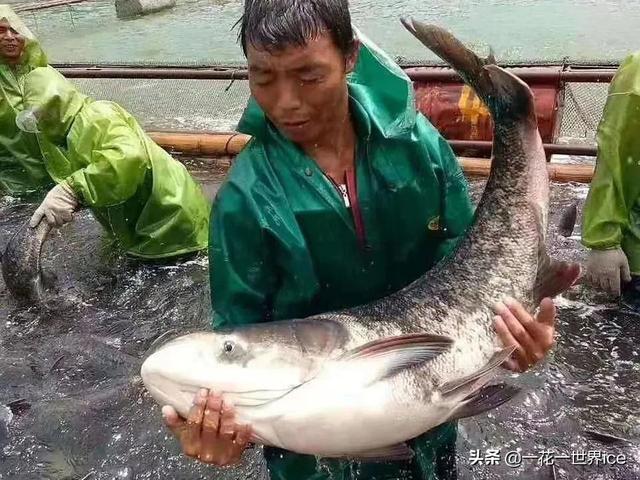 与白鲢一字之差，价值却远超白鲢，市场10元1斤，年底很抢手