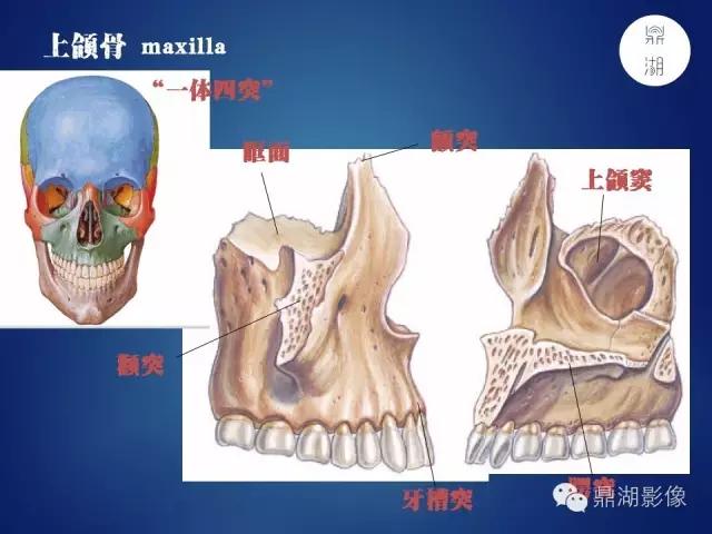 WoW，最全神经系统解剖图来了