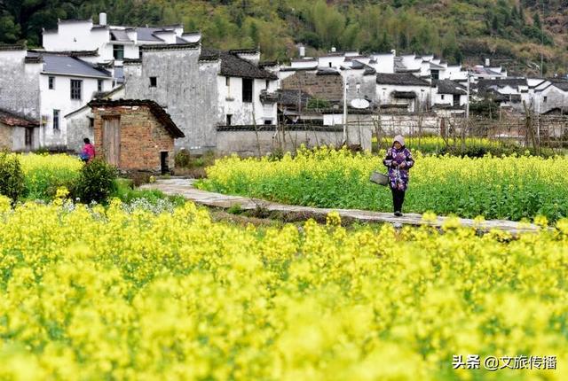 【世界那么大】婺源花艳、景美、人少