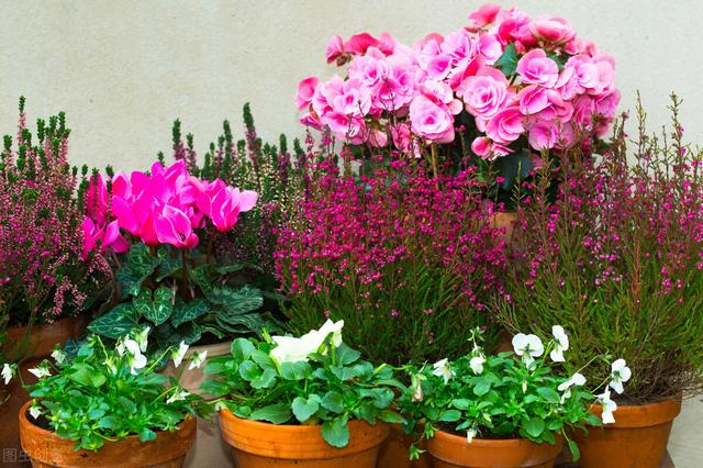 养花达人家花草不生病的秘密，都藏在这4个好习惯里