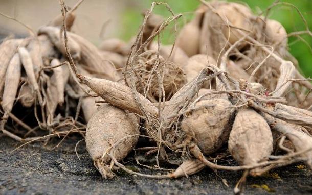 入冬后，院子里栽种的大丽花，这么整治一番，来年才能顺利开花