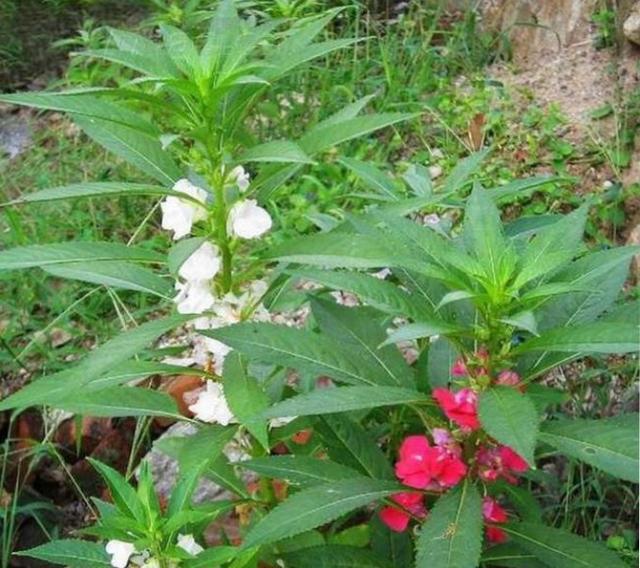 [你的育儿经]我的育儿观察——植物篇