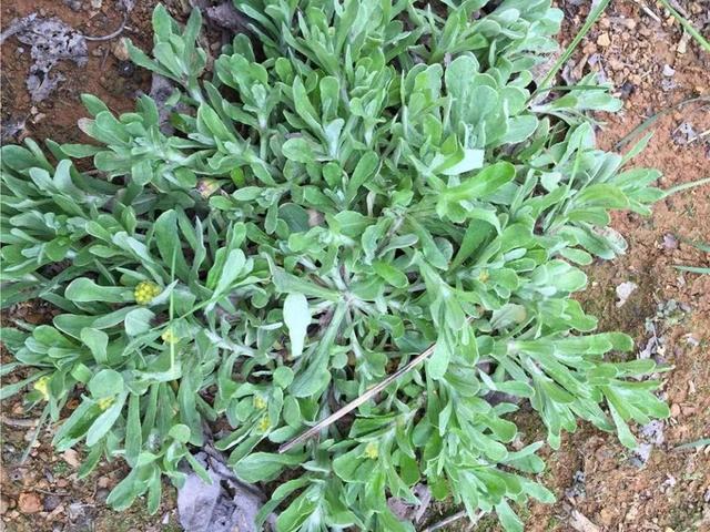 青团|舌尖上的“春天”丨除了艾草，这些植物也能做青团噢