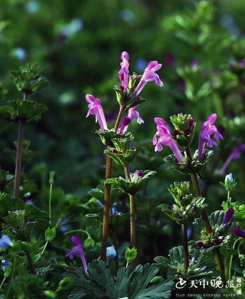 约吗旅行■阳春三月，这里的景色很迷人