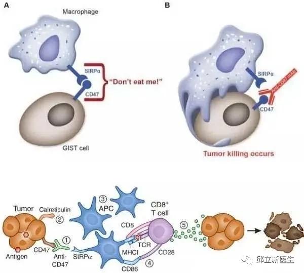 肿瘤医生揭秘：不懂免疫治疗的原理？先看肿瘤与免疫系统的关系