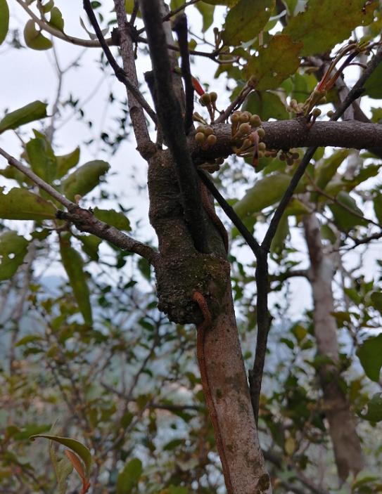 茶树“3大寄生植物”：年轻人当杂草除，殊不知在古代是皇家贡品