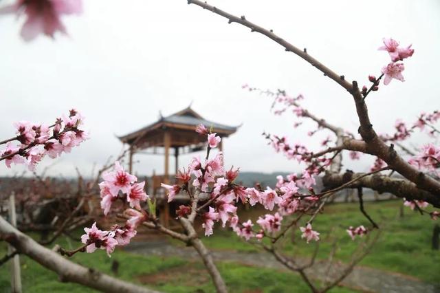 趣旅游■中国绿都 最氧三明 | 掬一捧春色,赏建宁桃红梨白……