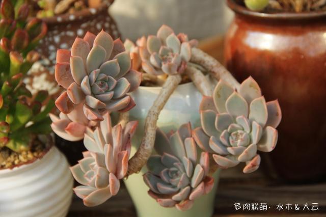 有朋自远方来，拔叶子乎