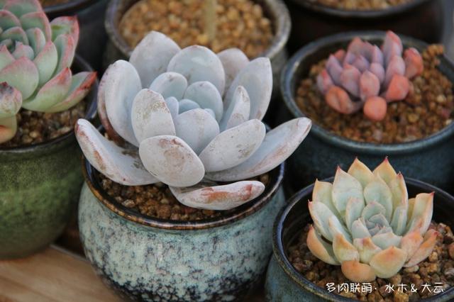 有朋自远方来，拔叶子乎