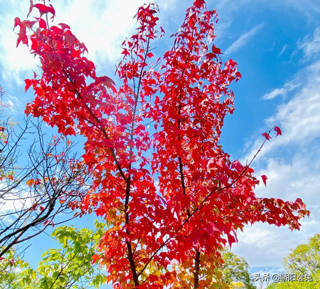 每逢秋节备思君