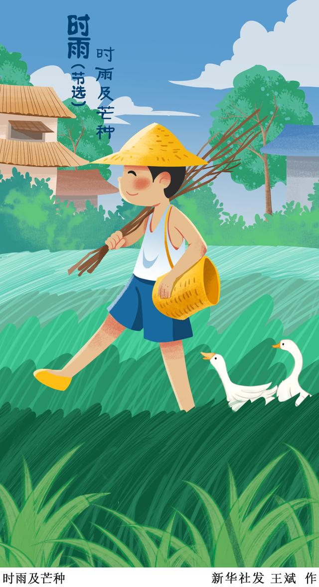 二十四节气·芒种〕时雨及芒种