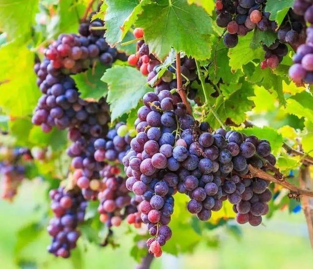 草莓|水果还可以这样洗？吃起来安心多了