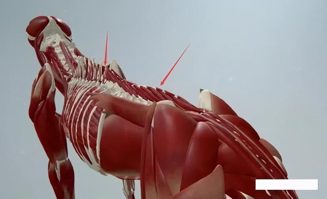 干货分享！深入剖析与腰痛相关的7块肌肉