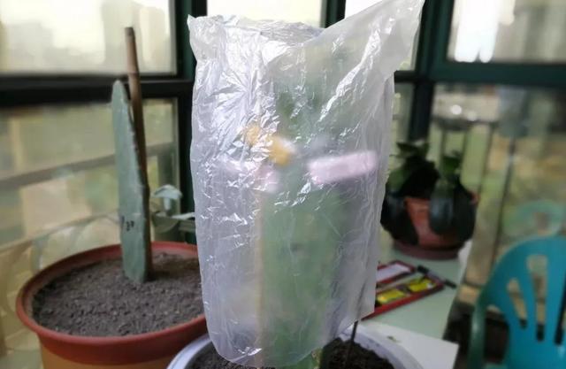 嫁接蟹爪兰只能用砧木？试试萝卜头，简单几步，没想到长得真不错
