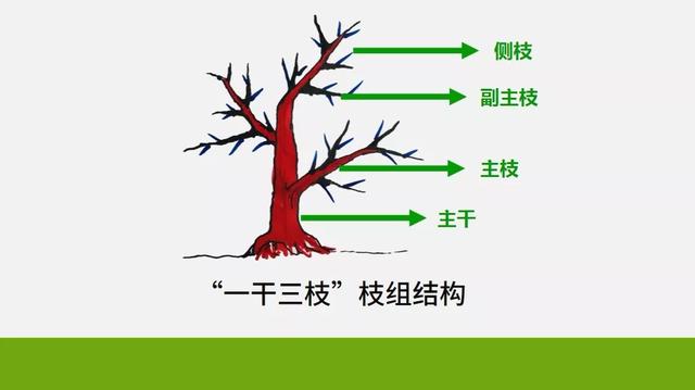 果树的主干,主枝,副主枝,侧枝,共同构成一个树的骨架.