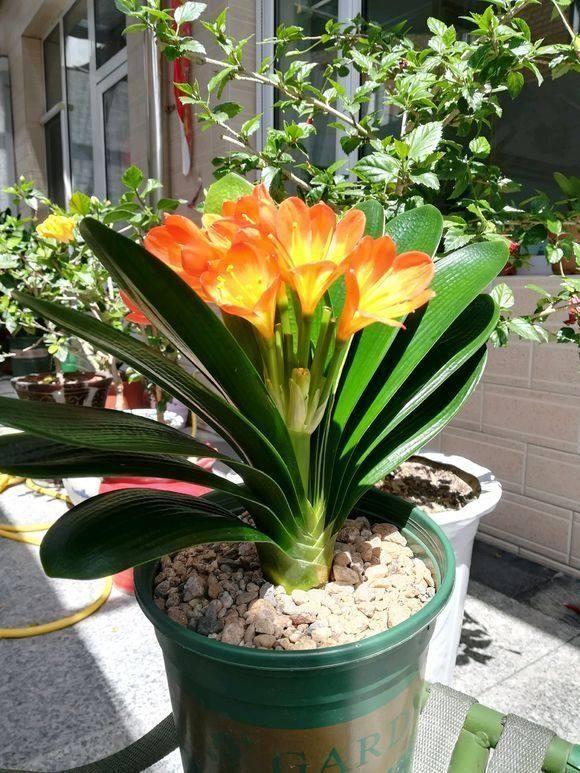 君子兰夹住了“真假难辨”？教你2招，花箭嗖嗖窜满盆