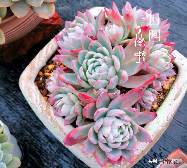 “控养”多肉有条件，“3要5不要”，做对肥美，做错变瘦不长个