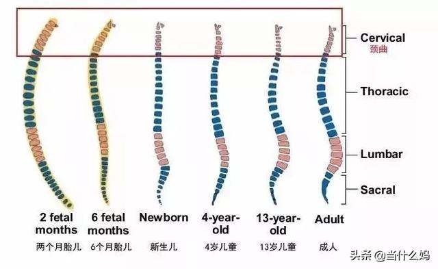 「你的育儿经」宝宝多大才可以用枕头？关于宝宝枕头，家长首先要明确这三点