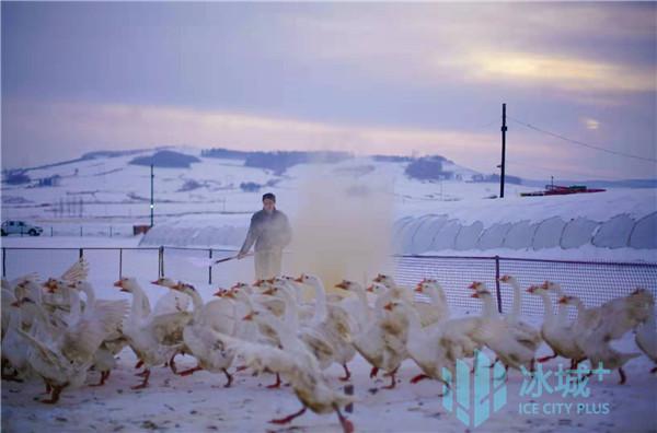 下雪了吃大鹅养鹅大王迎来收获变现黄金季