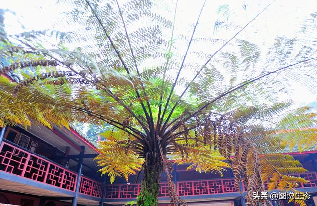 旅行百事通■秀美峨眉山涵盖了文化、风光、动植物和地质风貌等万千宠爱