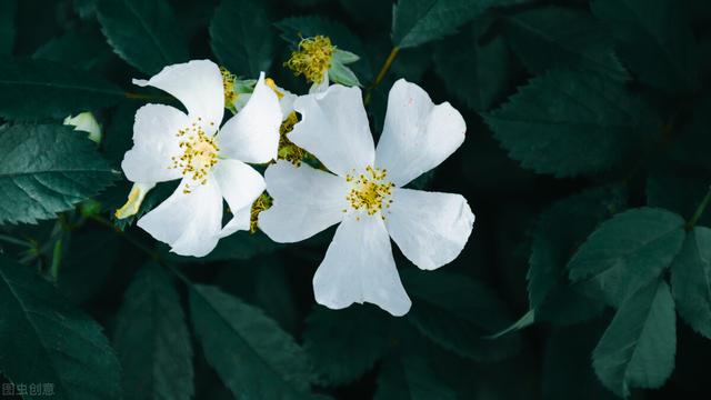 为何古人说：有院不栽荼蘼花？原因有2个，感觉是“强词夺理”