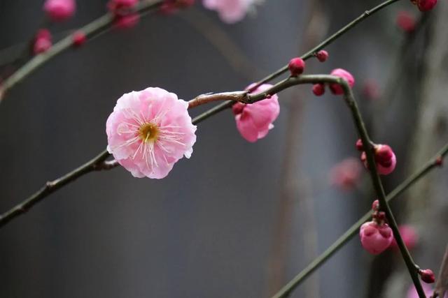 蜡梅|气温回暖，上海植物园‘两梅’腊月齐争辉