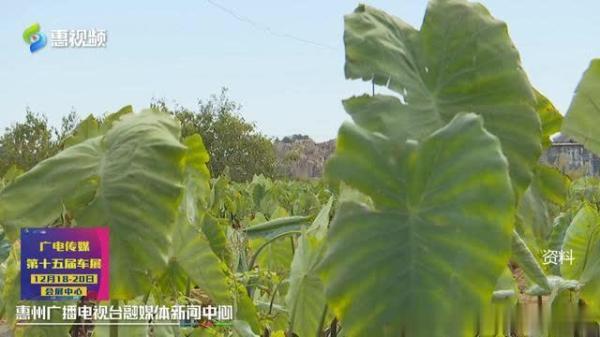 一口野生“假芋头”大哥险送命