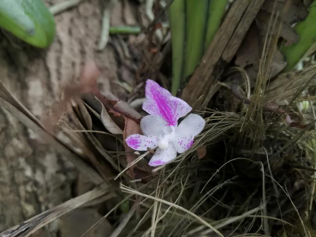 这种花叫多花指甲兰，花量特大，像毛茸茸的狐狸尾巴