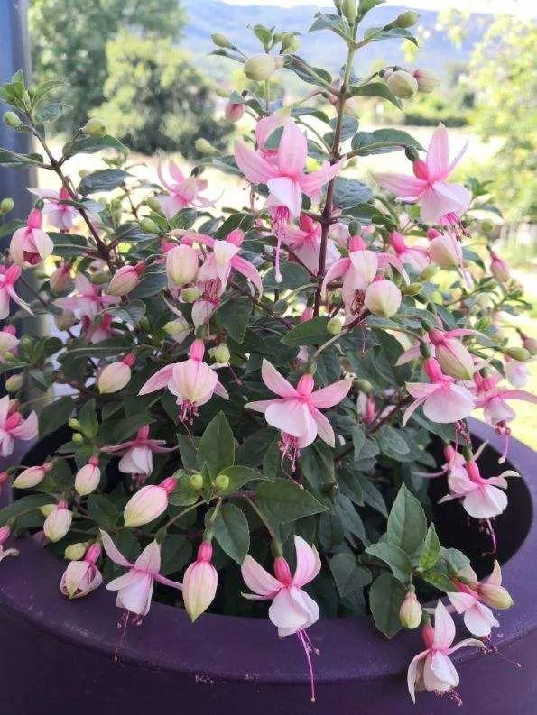 冬天就养耐阴花，没光也能开爆盆，扔角落自己疯长