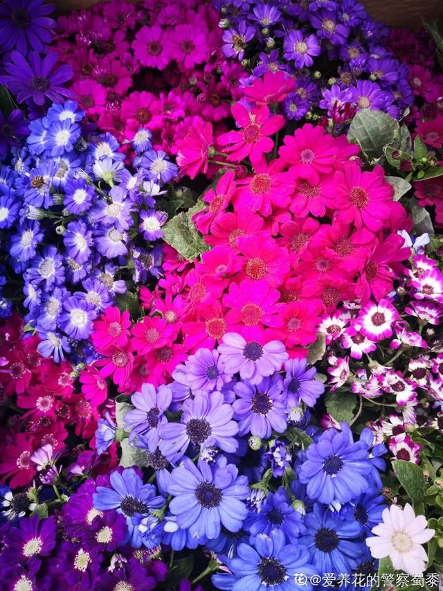 逛花市去捡漏，买了一堆长寿花，拿回来竟然全活了