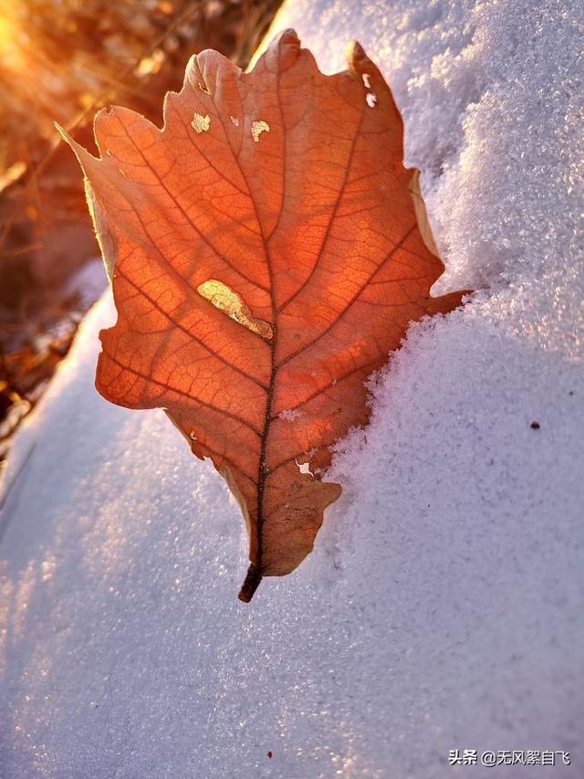 亲爱的，你那里下雪了吗？