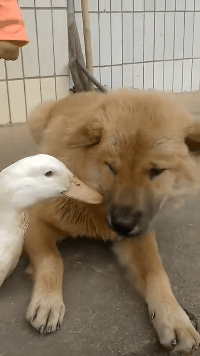 搞笑gif:妈啊,我女朋友怎么成妖怪了,不过我喜欢