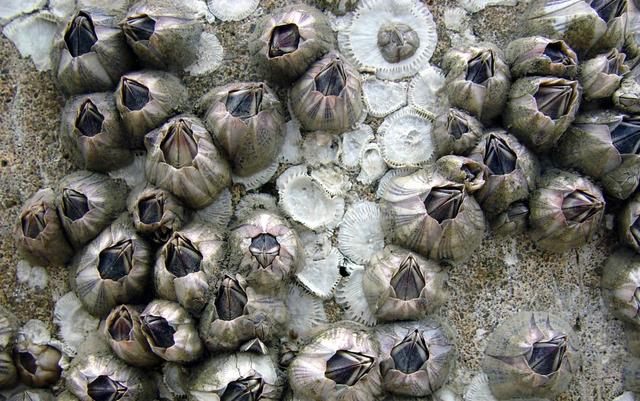 有些海鲜不能“以貌取人”，虽然“丑”，但是很鲜美，就是有点贵