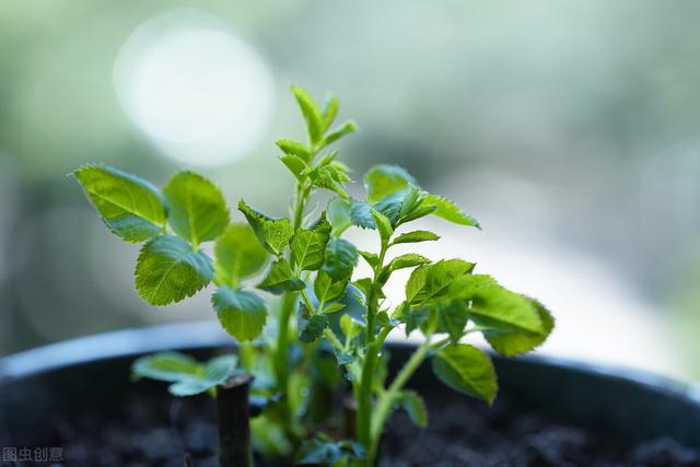 老花匠养花有个“秘密”，花草越养越熟，养活养旺就容易