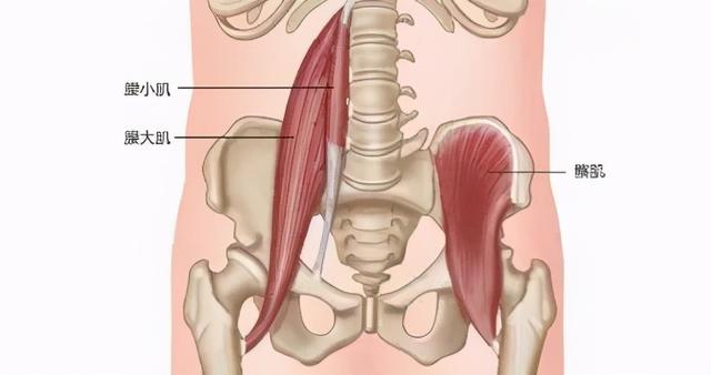 干货分享！深入剖析与腰痛相关的7块肌肉