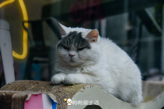 「旅行柚子君」厦门网红曾厝垵里也藏一“猫街”,喝咖啡还能近距离撸猫,太治愈