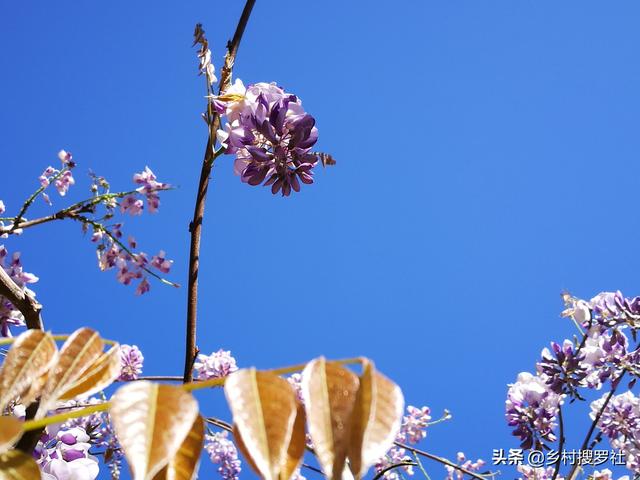 紫藤花的养殖方法，说穿一点也不难，三个硬核技术