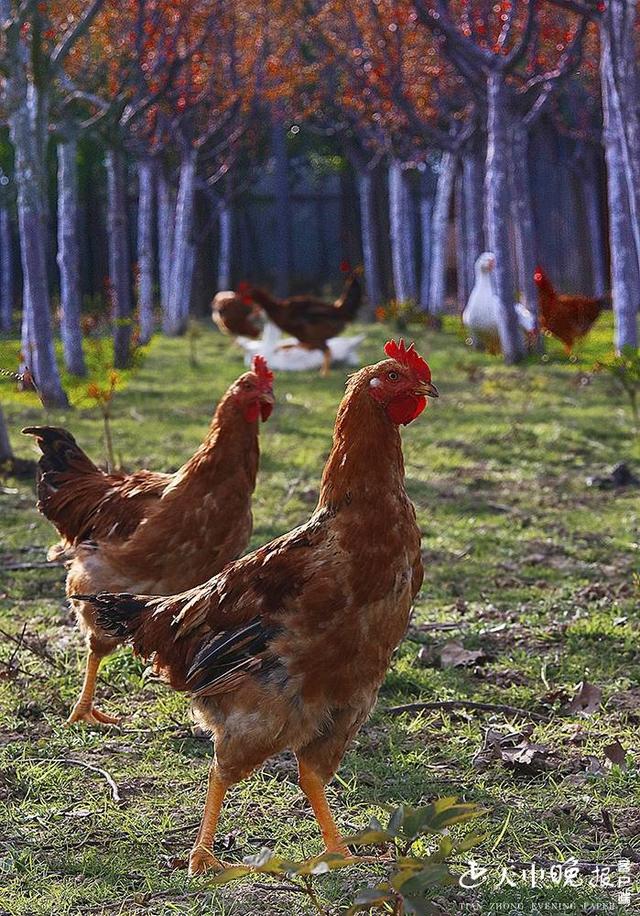 约吗旅行■阳春三月，这里的景色很迷人